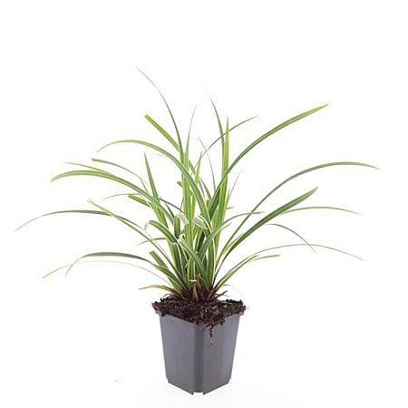 Carex morrowii 'Ice Dance' Pot 9 cm