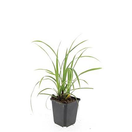 Carex morrowii 'Ice Dance' Pot 9 cm