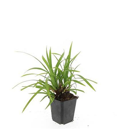 Carex morrowii 'Irish Green' Pot 9 cm