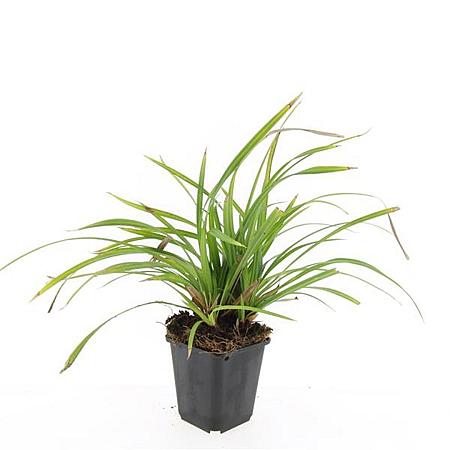 Carex morrowii 'Irish Green' Pot 9 cm
