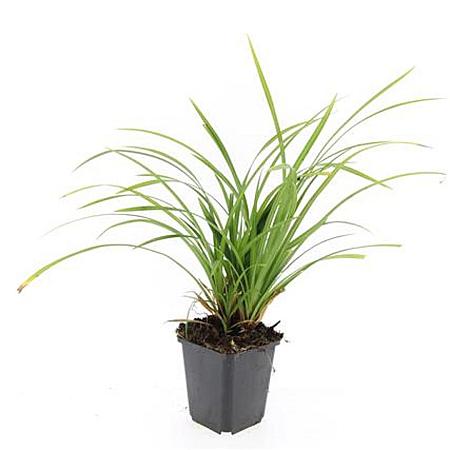 Carex morrowii 'Irish Green' Pot 9 cm