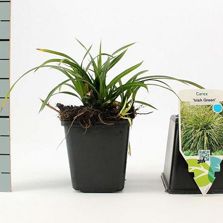 Carex morrowii 'Irish Green' Pot 9 cm