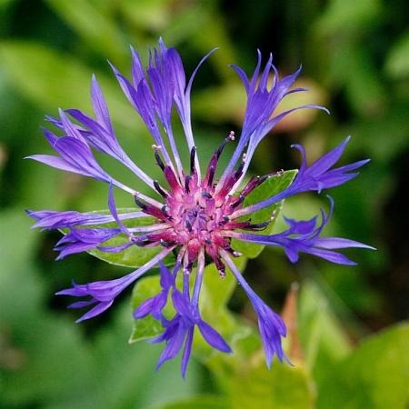 Centaurea montana 'Coerulea' Pot 9 cm