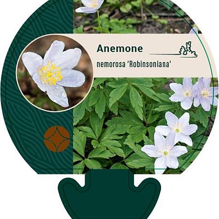 Anemone nem. 'Robinsoniana' Pot 9 cm