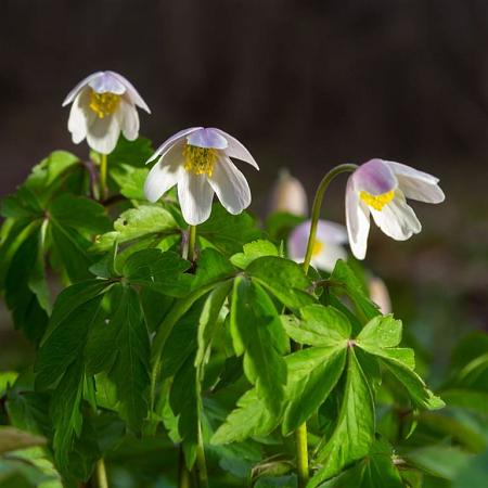 Anemone nem. 'Robinsoniana' Pot 9 cm