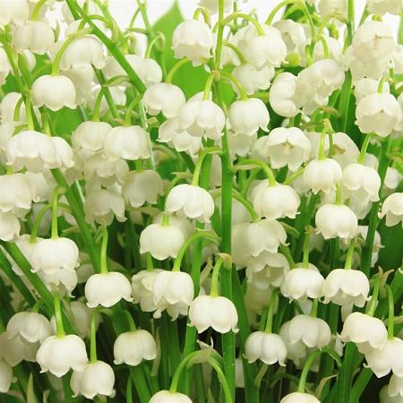 Convallaria majalis Pot 9 cm