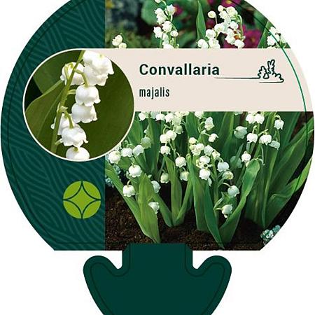 Convallaria majalis Pot 9 cm
