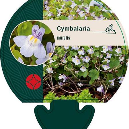 Cymbalaria muralis Pot 9 cm