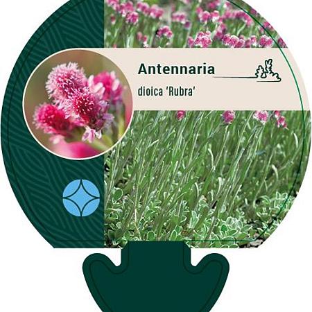 Antennaria dioica 'Rubra' Pot 9 cm