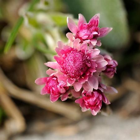 Antennaria dioica 'Rubra' Pot 9 cm