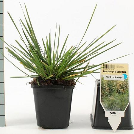 Deschampsia cesp. 'Goldschleier' Pot 9 cm