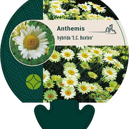 Anthemis hyb. 'E.C. Buxton' Pot 9 cm