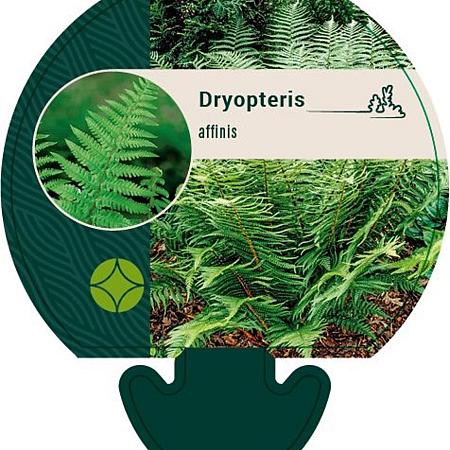 Dryopteris affinis Pot 9 cm