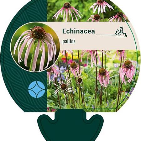 Echinacea pallida Pot 9 cm