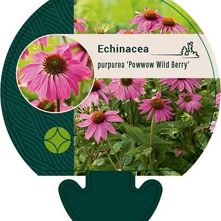 Echinacea p. Powwow Wild Berry Pot 9 cm