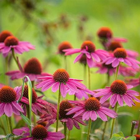 Echinacea p. 'Rubinstern' Pot 9 cm