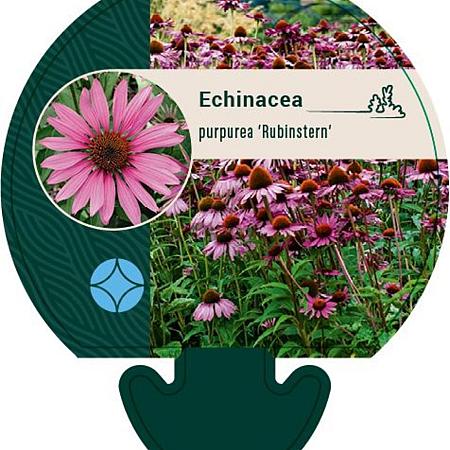 Echinacea p. 'Rubinstern' Pot 9 cm