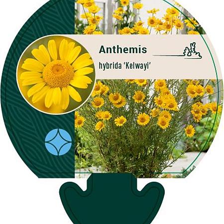 Anthemis hyb. 'Kelwayi' Pot 9 cm