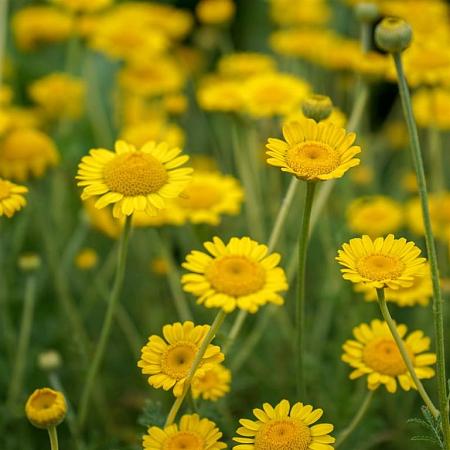 Anthemis hyb. 'Kelwayi' Pot 9 cm
