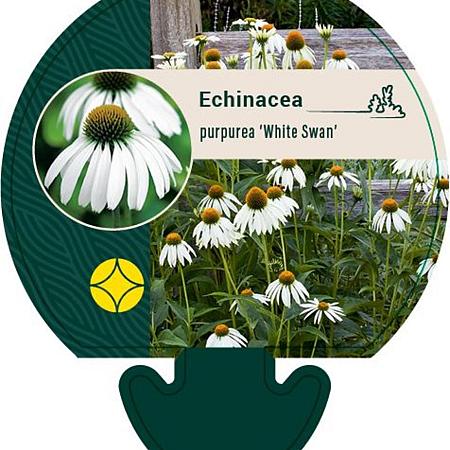 Echinacea p. 'White Swan' Pot 9 cm
