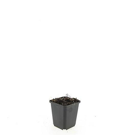 Echinacea p. 'White Swan' Pot 9 cm