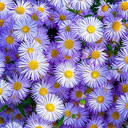 Erigeron 'Azure Beauty' Pot 9 cm