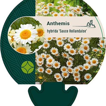 Anthemis hyb. 'Sauce Hollandaise' Pot 9 cm