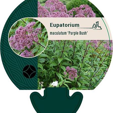 Eupatorium mac. 'Purple Bush' Pot 9 cm