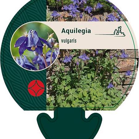 Aquilegia vulgaris Pot 9 cm