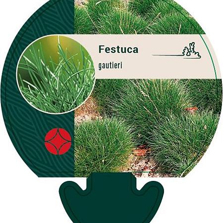 Festuca gautieri Pot 9 cm