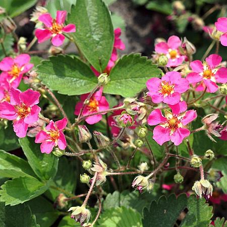 Fragaria Pink Panda Pot 9 cm
