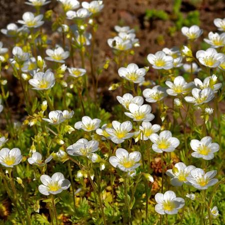 Arenaria montana Pot 9 cm