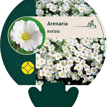 Arenaria montana Pot 9 cm