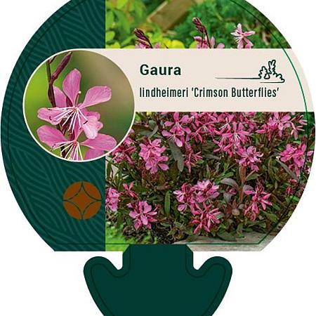 Gaura l. 'Crimson Butterflies' Pot 9 cm