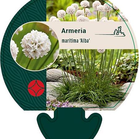 Armeria mar. 'Alba' Pot 9 cm