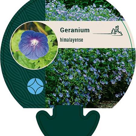 Geranium himalayense Pot 9 cm