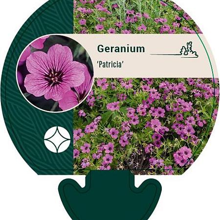 Geranium 'Patricia' Pot 9 cm