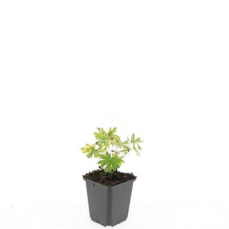 Geranium sang. 'Album' Pot 9 cm