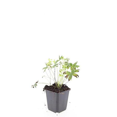 Geranium sang. 'Album' Pot 9 cm