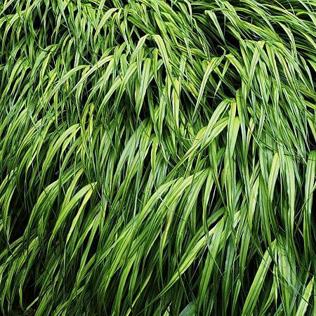 Hakonechloa macra Pot 9 cm