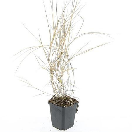 Hakonechloa macra Pot 9 cm