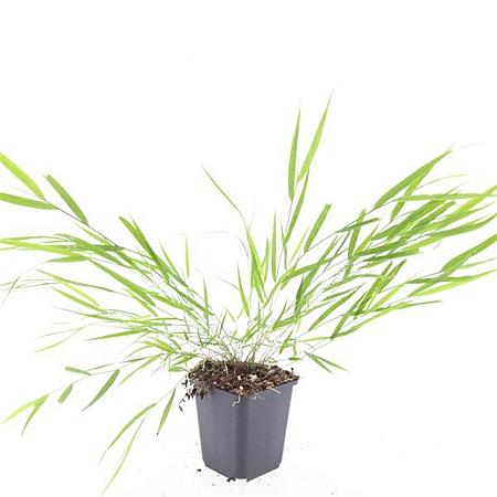 Hakonechloa macra Pot 9 cm