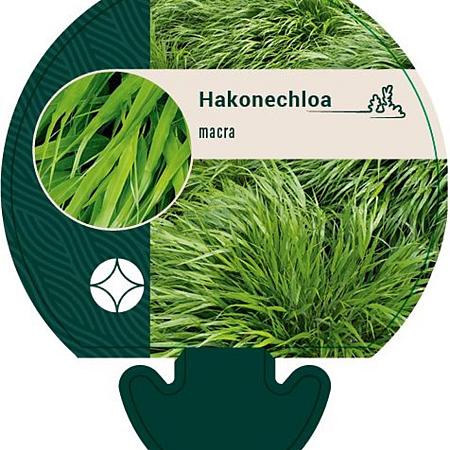 Hakonechloa macra Pot 9 cm