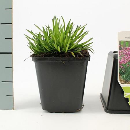 Armeria mar. 'Splendens' Pot 9 cm