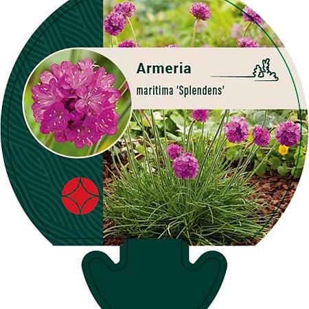 Armeria mar. 'Splendens' Pot 9 cm