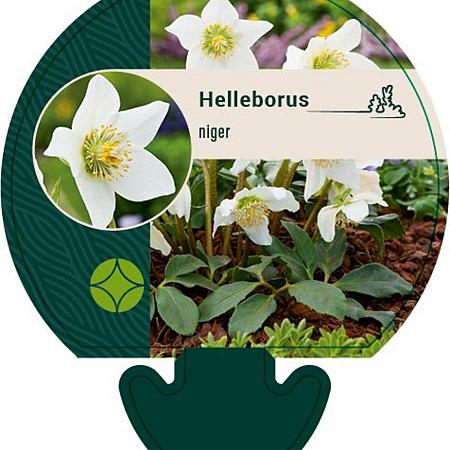 Helleborus niger Pot 9 cm