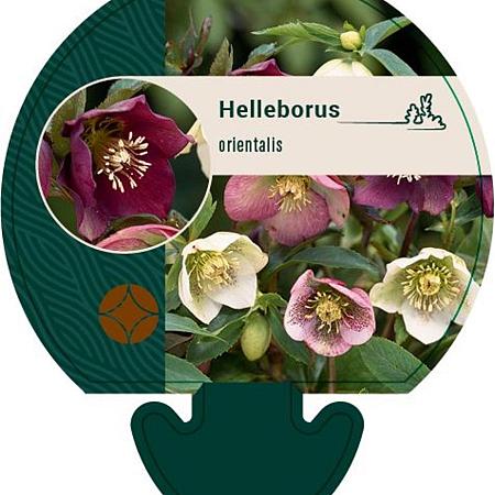 Helleborus orientalis Pot 9 cm