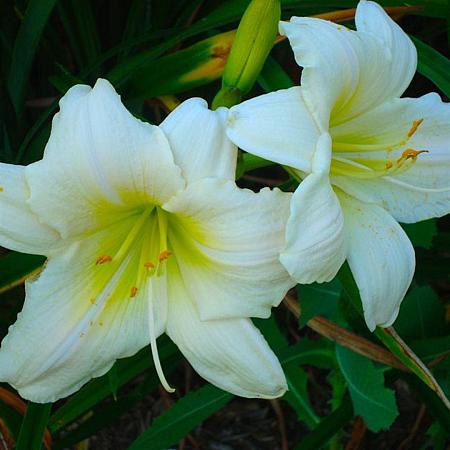 Hemerocallis 'White Temptation' Pot 9 cm