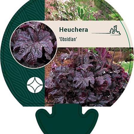 Heuchera 'Obsidian' Pot 9 cm