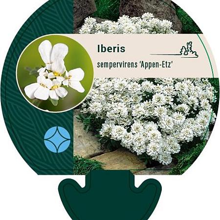 Iberis semp. 'Appen-Etz' Pot 9 cm
